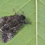 Subacronicta megacephala - Mramorovka veľkohlavá 180721