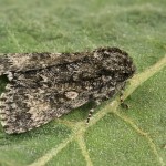 Subacronicta megacephala - Mramorovka veľkohlavá 181226