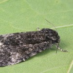 Subacronicta megacephala - Mramorovka veľkohlavá 181250