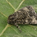 Subacronicta megacephala - Mramorovka veľkohlavá 181755