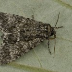 Subacronicta megacephala - Mramorovka veľkohlavá 21-52-02