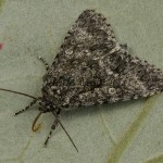 Subacronicta megacephala - Mramorovka veľkohlavá 21-53-11