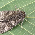 Subacronicta megacephala - Mramorovka veľkohlavá 214909