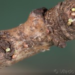 Theria rupicapraria - Listnatka februárová 16-34-10
