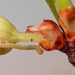 Theria rupicapraria - Listnatka februárová 18-57-09