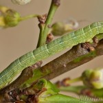 Theria rupicapraria - Listnatka februárová 23-38-54