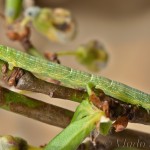 Theria rupicapraria - Listnatka februárová 23-40-14