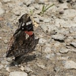 Vanessa atalanta - Babôčka admirálska 21-08-48