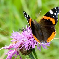 Vanessa atalanta - Babôčka admirálska IMG_0517