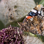 Vanessa atalanta - Babôčka admirálska IMG_0607