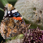 Vanessa atalanta - Babôčka admirálska IMG_0609