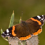 Vanessa atalanta - Babôčka admirálska IMG_0634