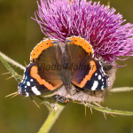 Vanessa atalanta - Babôčka admirálska IMG_0643