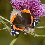 Vanessa atalanta - Babôčka admirálska IMG_0644