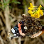 Vanessa atalanta - Babôčka admirálska IMG_0702a