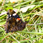 Vanessa atalanta - Babôčka admirálska IMG_1496