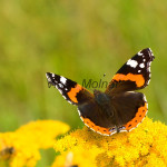 Vanessa atalanta - Babôčka admirálska IMG_2492