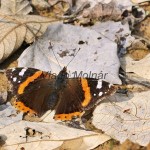 Vanessa atalanta - Babôčka admirálska IMG_3630