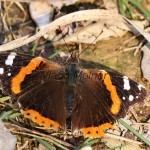 Vanessa atalanta - Babôčka admirálska IMG_3641