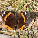 Vanessa atalanta - Babôčka admirálska IMG_3646