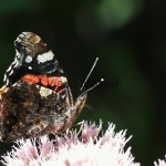 Vanessa atalanta - Babôčka admirálska IMG_7152