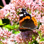 Vanessa atalanta - Babôčka admirálska IMG_9187