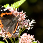 Vanessa atalanta - Babôčka admirálskaIMG_9204