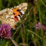 Vanessa cardui - Babôčka bodliaková IMG_0379