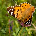 Vanessa cardui - Babôčka bodliaková IMG_0385