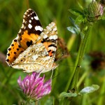 Vanessa cardui - Babôčka bodliaková IMG_0401