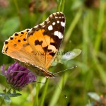 Vanessa cardui - Babôčka bodliaková IMG_0415