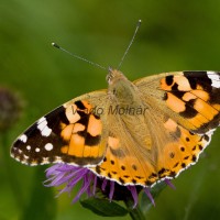 Vanessa cardui - Babôčka bodliaková IMG_0537