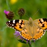 Vanessa cardui - Babôčka bodliaková IMG_0540