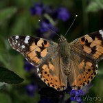 Vanessa cardui - Babôčka bodliaková IMG_3004