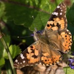 Vanessa cardui - Babôčka bodliaková IMG_3020