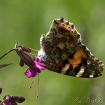 Vanessa cardui - Babôčka bodliaková IMG_3028