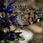 Vanessa cardui - Babôčka bodliaková IMG_3056