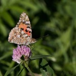  Vanessa cardui - Babôčka bodliaková IMG_9218.jpg