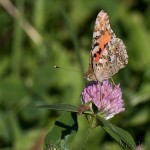  Vanessa cardui - Babôčka bodliaková IMG_92120jpg