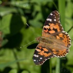  Vanessa cardui - Babôčka bodliaková IMG_9225.jpg