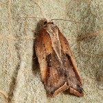 Acleris cristana - Obaľovač lipový 15-29-13