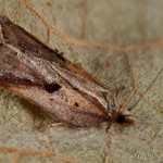 Acleris cristana - Obaľovač lipový 15-32-50