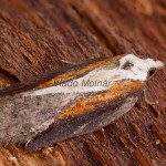 Acleris cristana - Obaľovač lipový 175608