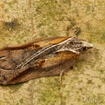 Acleris cristana - Obaľovač lipový 18-41-56