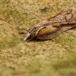 Acleris cristana - Obaľovač lipový 18-43-29