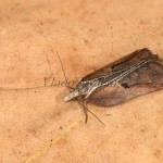 Acleris cristana - Obaľovač lipový 20-00-35