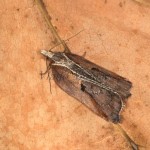 Acleris cristana - Obaľovač lipový 20-04-41