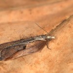 Acleris cristana - Obaľovač lipový 20-10-05