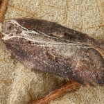 Acleris cristana - Obaľovač lipový 21-16-00