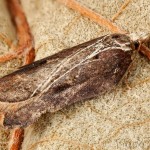 Acleris cristana - Obaľovač lipový 22-00-10